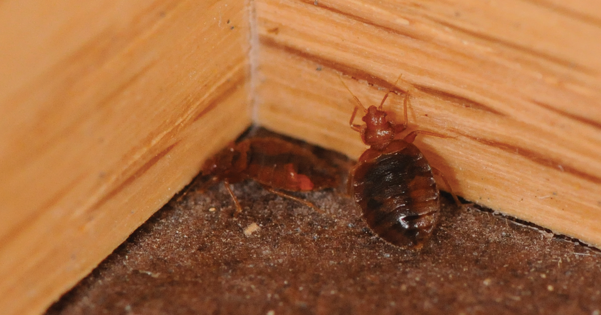 Bed bugs are the gift that keeps on giving this holiday | Braman