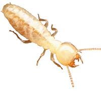 Isolated Termite on white background