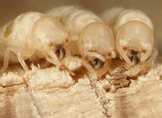 three termites eating wood