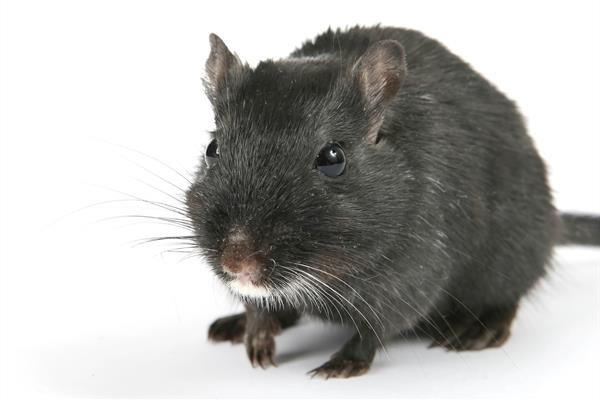Gray mouse on white background