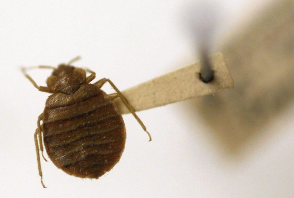 11 Myths About Bedbugs You Need to Stop Believing