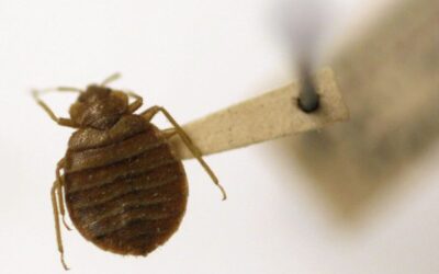 11 Myths About Bedbugs You Need to Stop Believing