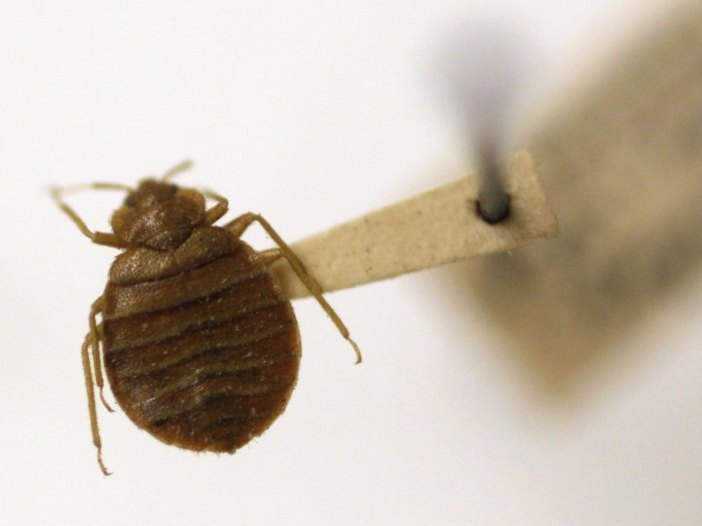 Myths About Bedbugs