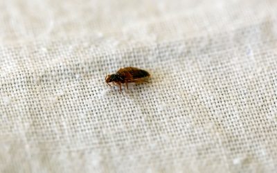 11 Myths About Bedbugs You Need to Stop Believing