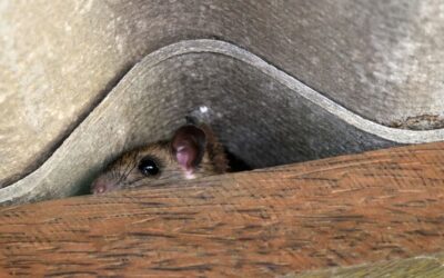 How to Get Rid of Mice for Good: Surefire Tactics to Remove Those Rascally Rodents