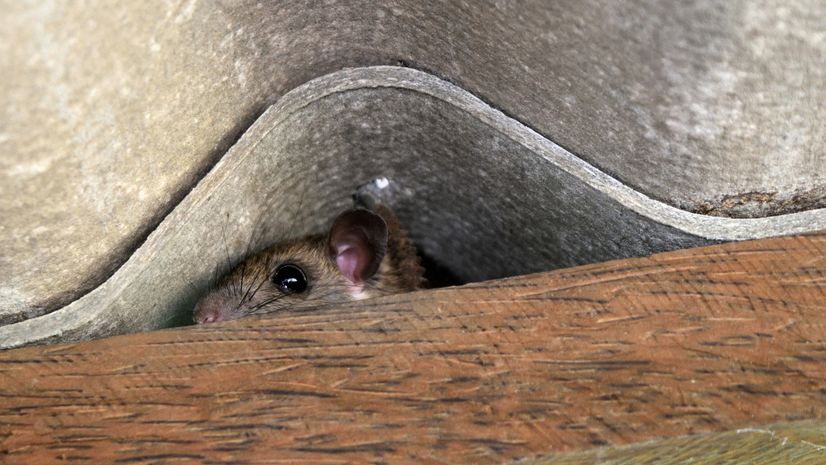 Mouse poking head up from wood