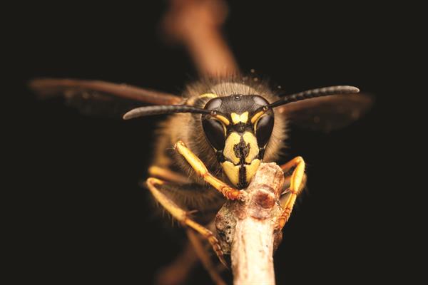 yellow jacket on a branch