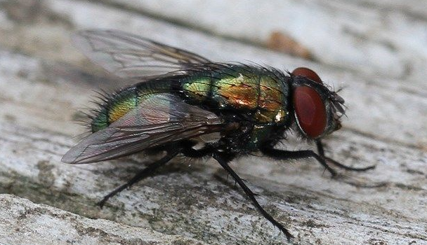 Fly on wooden table