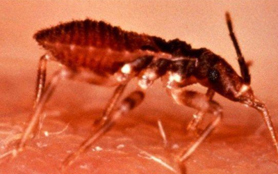 ‘Kissing Bug’ Can Lead to Dangerous Parasite Infection