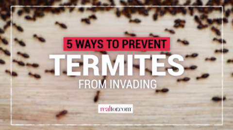 How to Prevent a Termite Infestation: Ways to Keep These Pests From ...