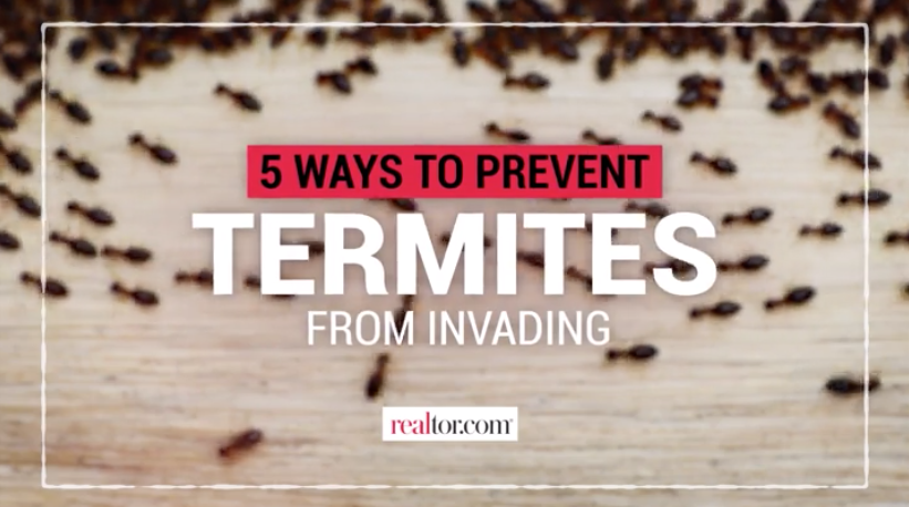 Prevent a Termite Infestation