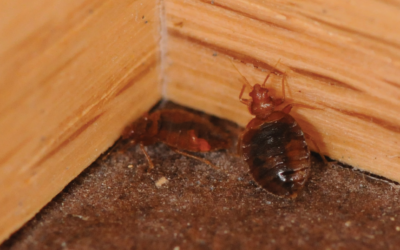 Don’t Give The Gift Of Bed Bugs This Holiday Season