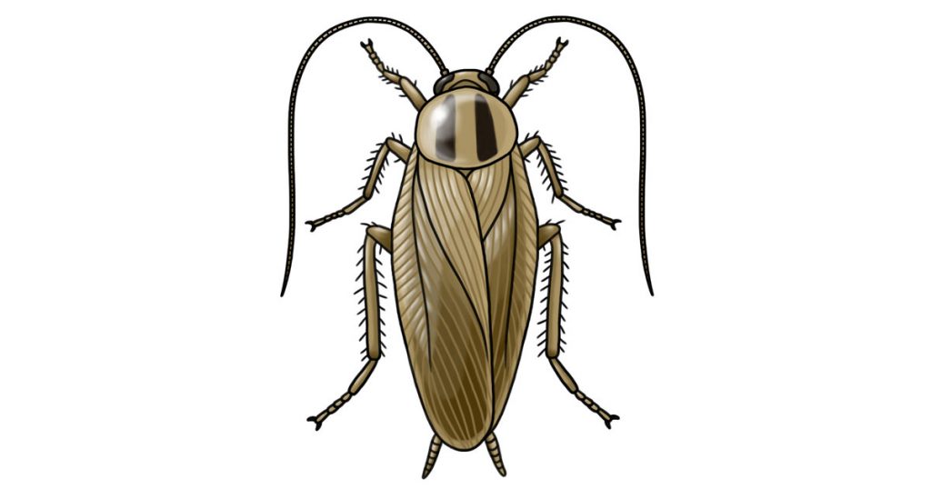 german cockroach diagram