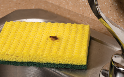 The Ultimate New Year’s Resolution for Homeowners: Pest-Proofing