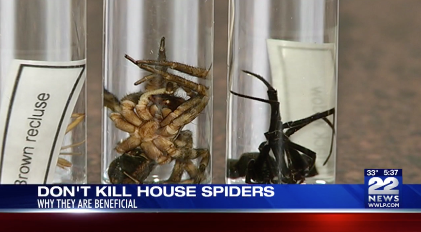 Don't kill house spiders news coverage