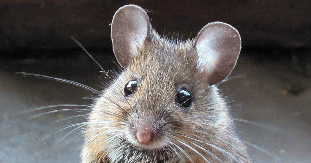 Close up of house mouse