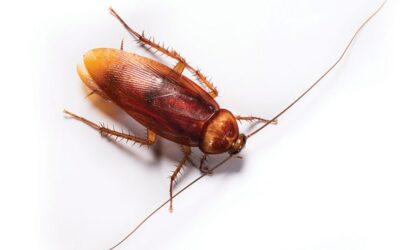Love is in the Air…Keep it Healthy with Cockroach Prevention
