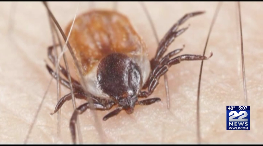 Ticks Population Expected to Be Worse