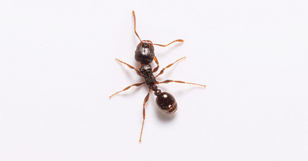Pavement ant on white background