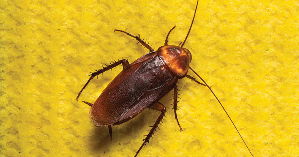 American cockroach on sponge