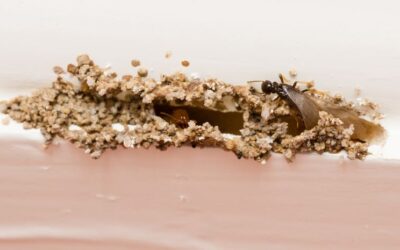 Knock on Wood: 8 Surprising Things Attracting Termites to Your Home
