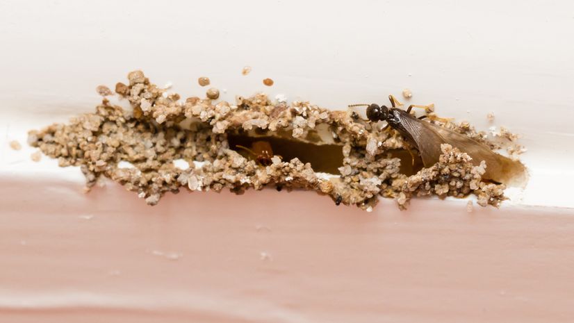 Attracting Termites to Your Home