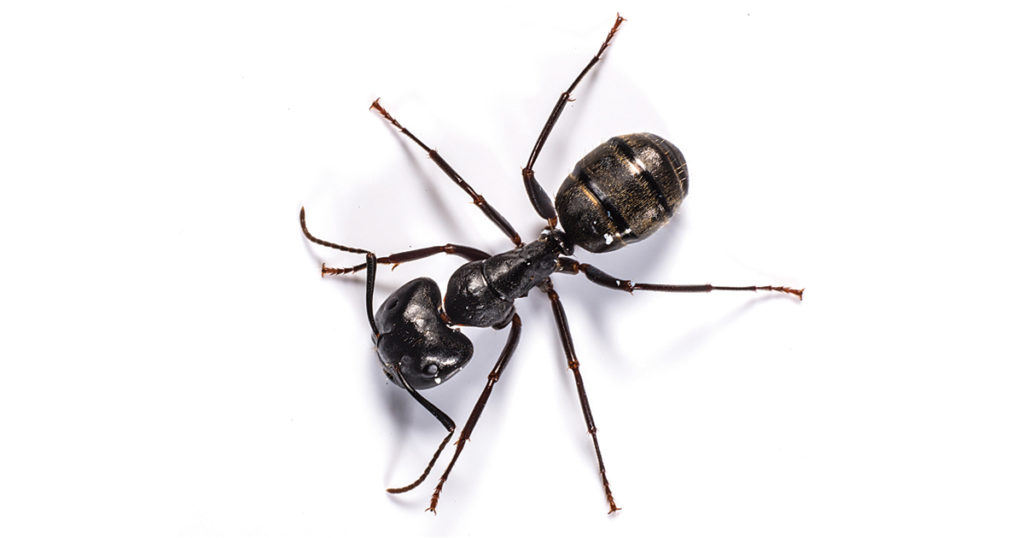 Carpenter ant on white background