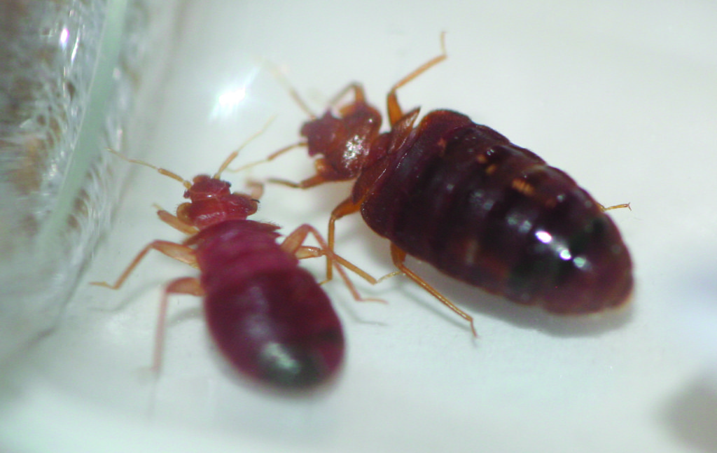 Two bed bugs on white background