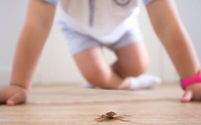 23 Things in Your House Attracting Pests