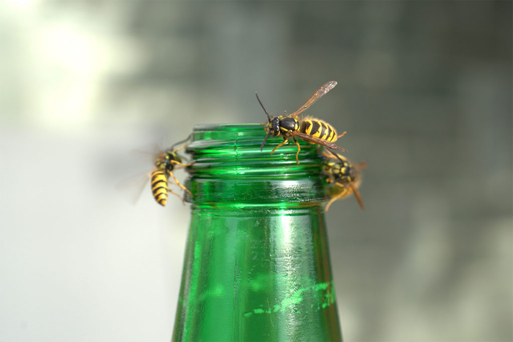 Wasps on a bottle top