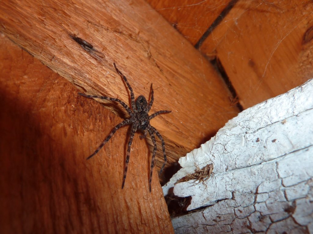 Close up of wolf spider