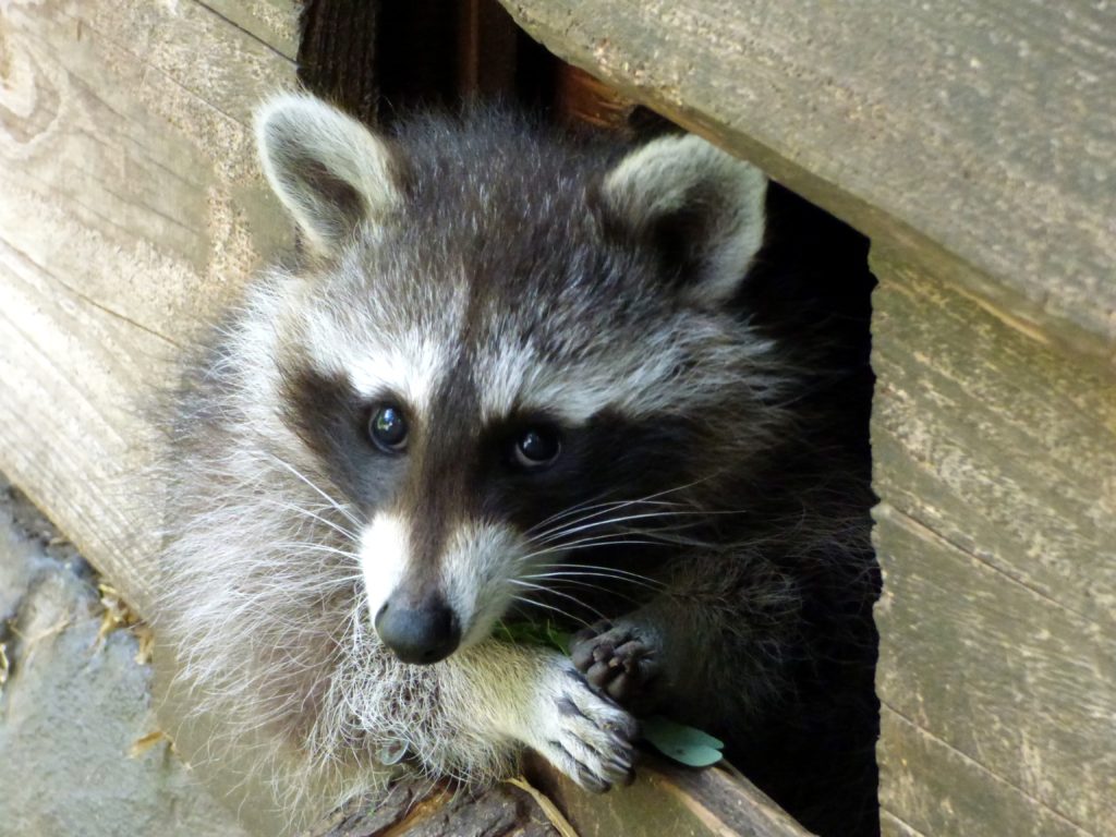 Racoon leaning out through hole in wood