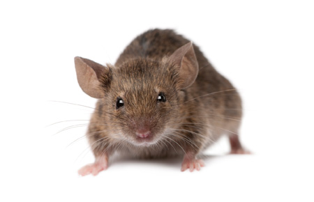 House mouse on a white background