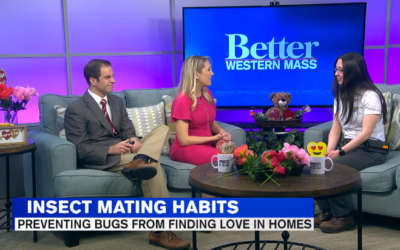 Preventing Bugs From Finding Love in Your Home