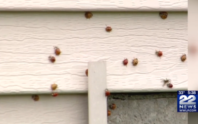 Cluster Flies, Lady Bugs, Stink Bugs and Spiders Creep into Homes as Temperatures Drop