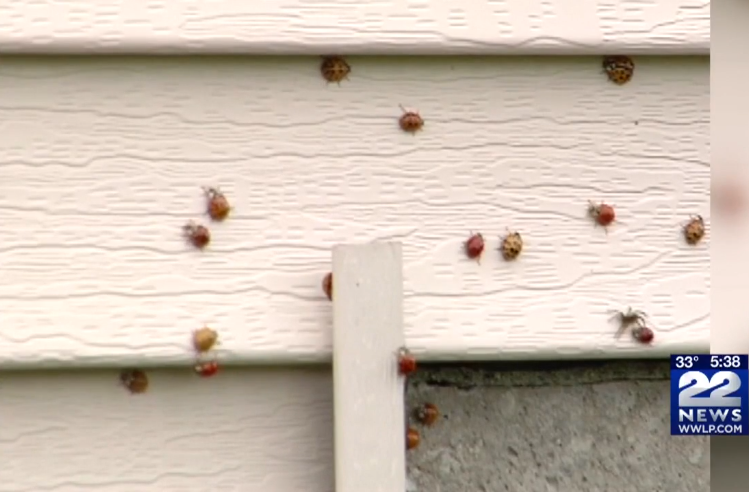 ladybugs on house siding