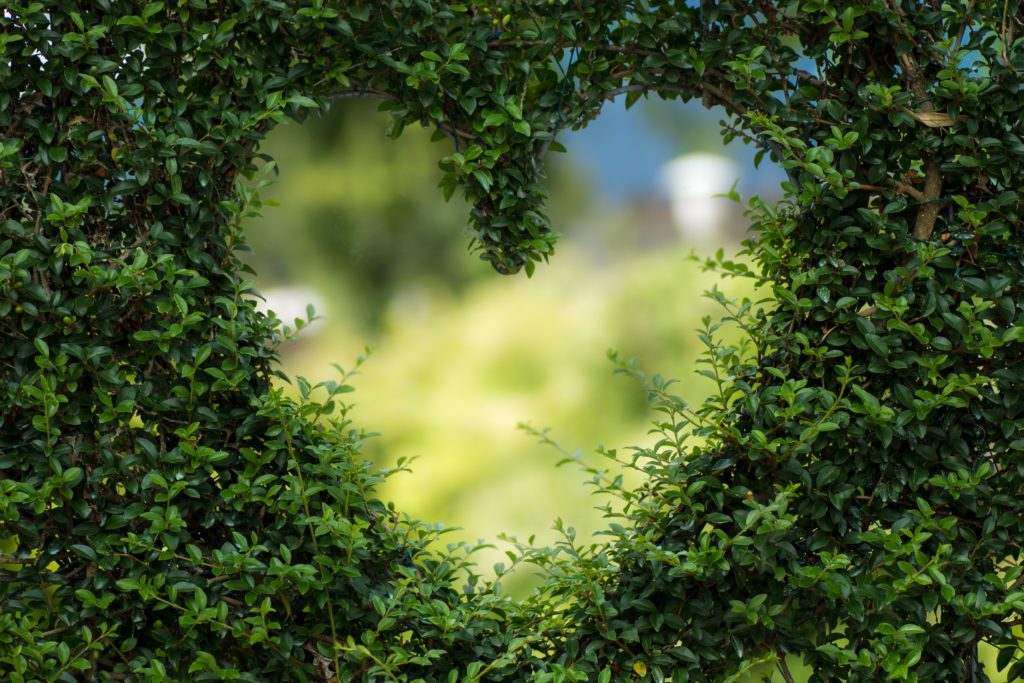 Heart shape in a shrub