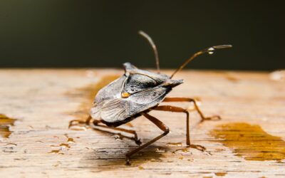 Tips for a Pest-Free Home this Winter