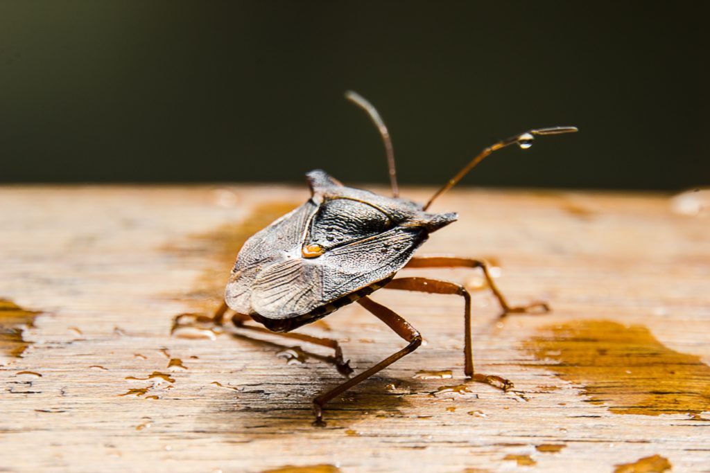 Stink bug on wet wooden surface