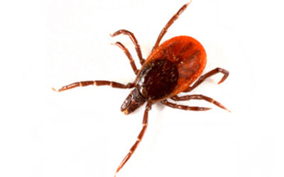Reminder article: It is not too early to be aware of ticks