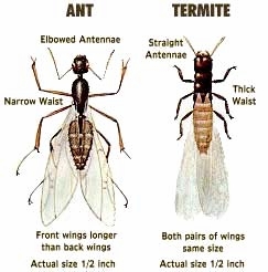 Ant and termite comparison