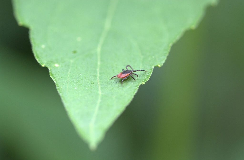 A List to Tick Off: How to Prevent Lyme Disease