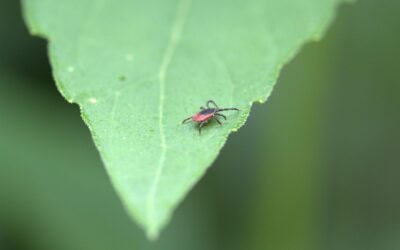 A List to Tick Off: How to Prevent Lyme Disease