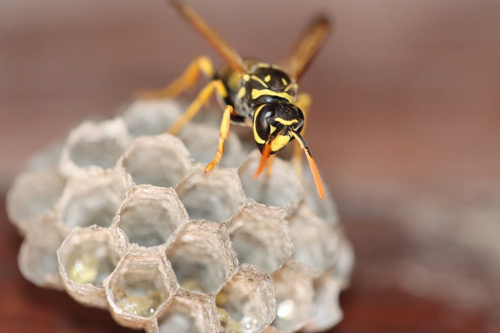 Wasp on a honeycomb