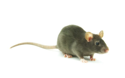 Rats! Residential Rodents Increase during Pandemic
