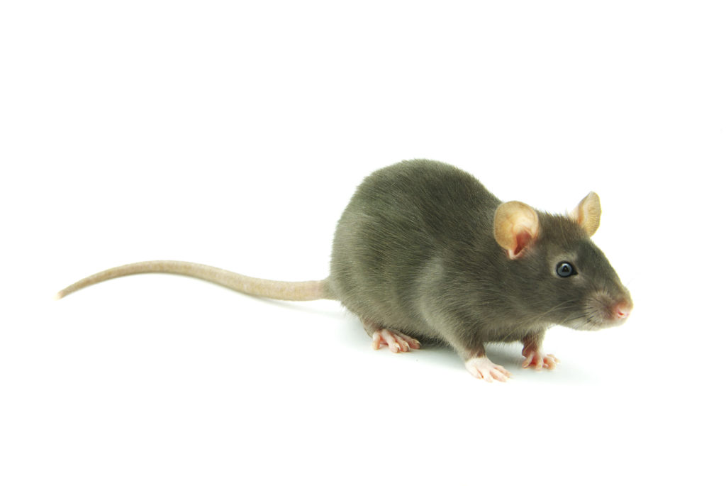 Close up of rat on white background