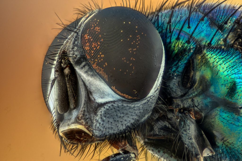 flies buzzing are bad for business