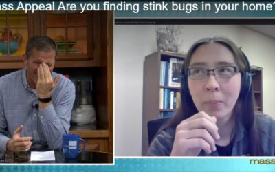 How to Prevent Stink Bugs from Infesting Your Home or Business