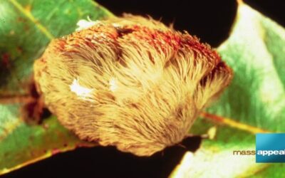 Think Twice before Handling Fuzzy Caterpillars
