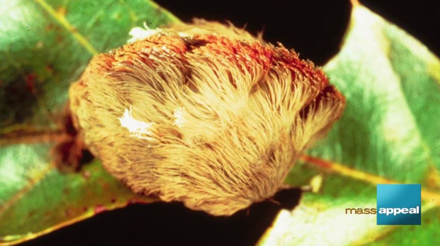 Fuzzy caterpillar on a leaf